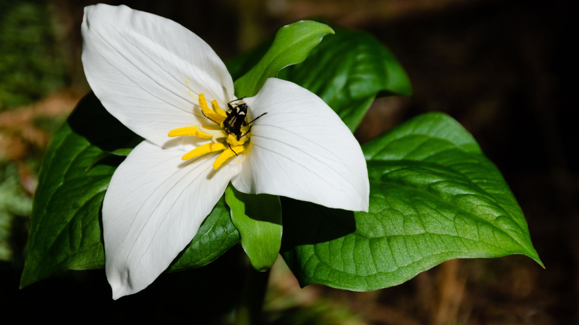 White Trillium