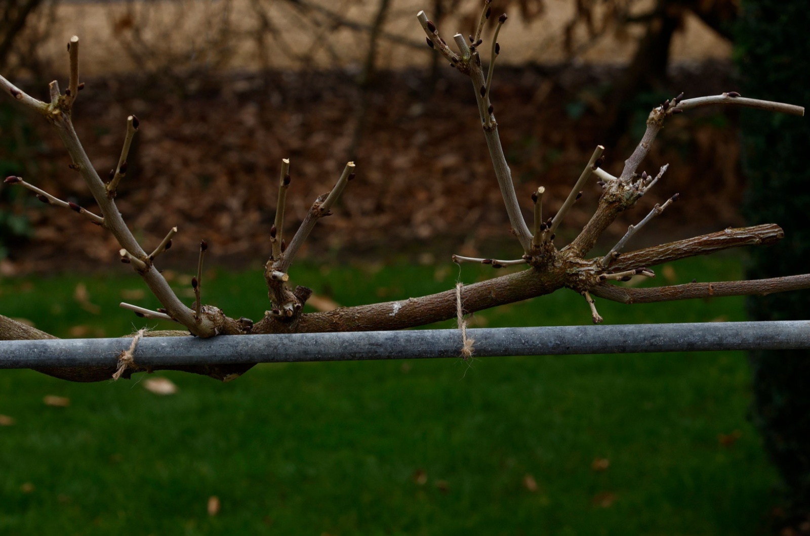 Wisteria climbing plant growing on a metal frame