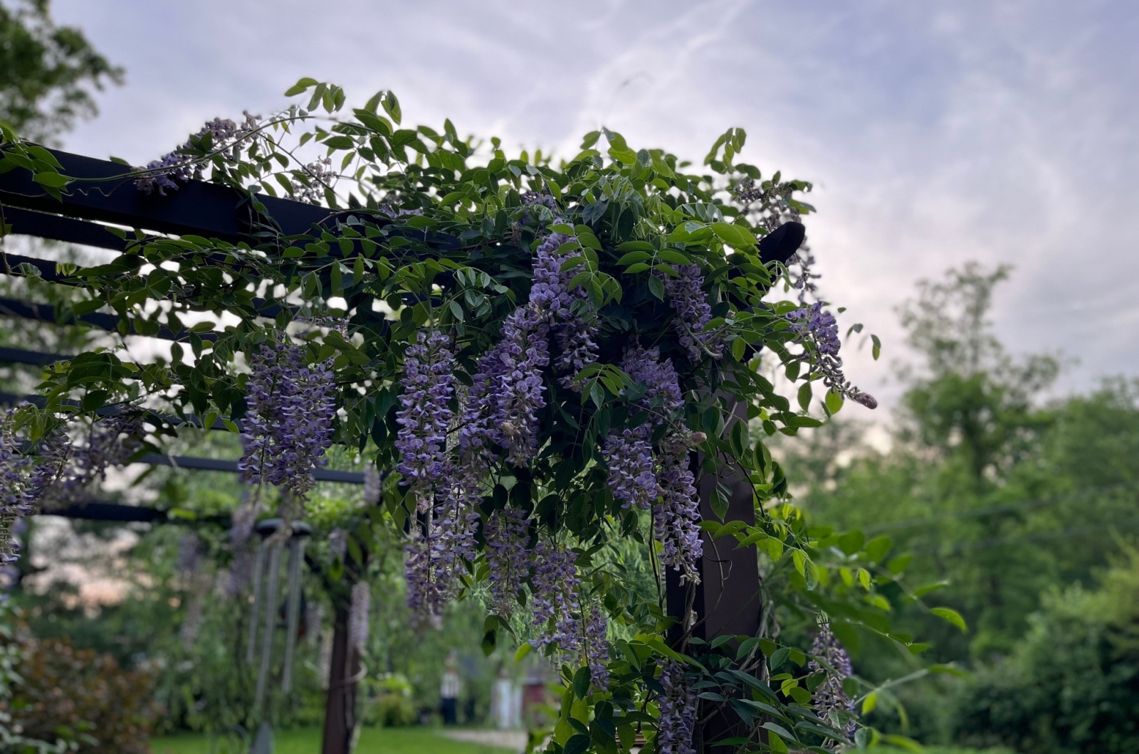 Wisteria hanging from a pergola