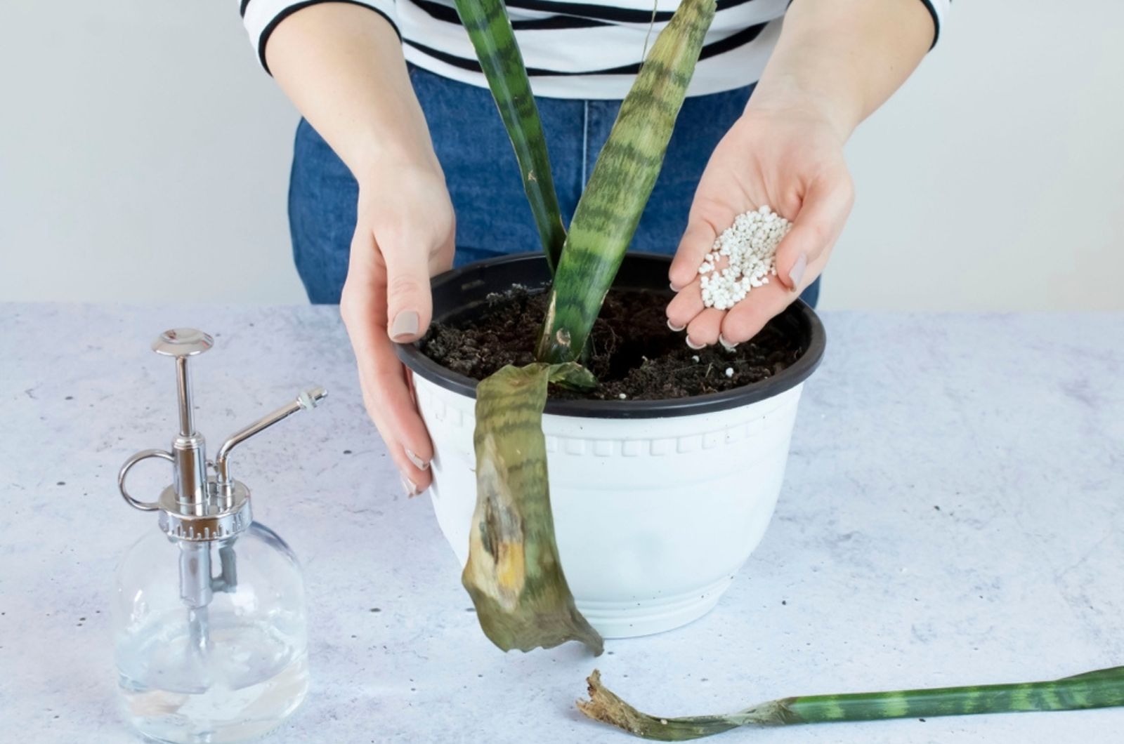 Woman holding withered, dying Sansevieria plant with fertilizer in hand