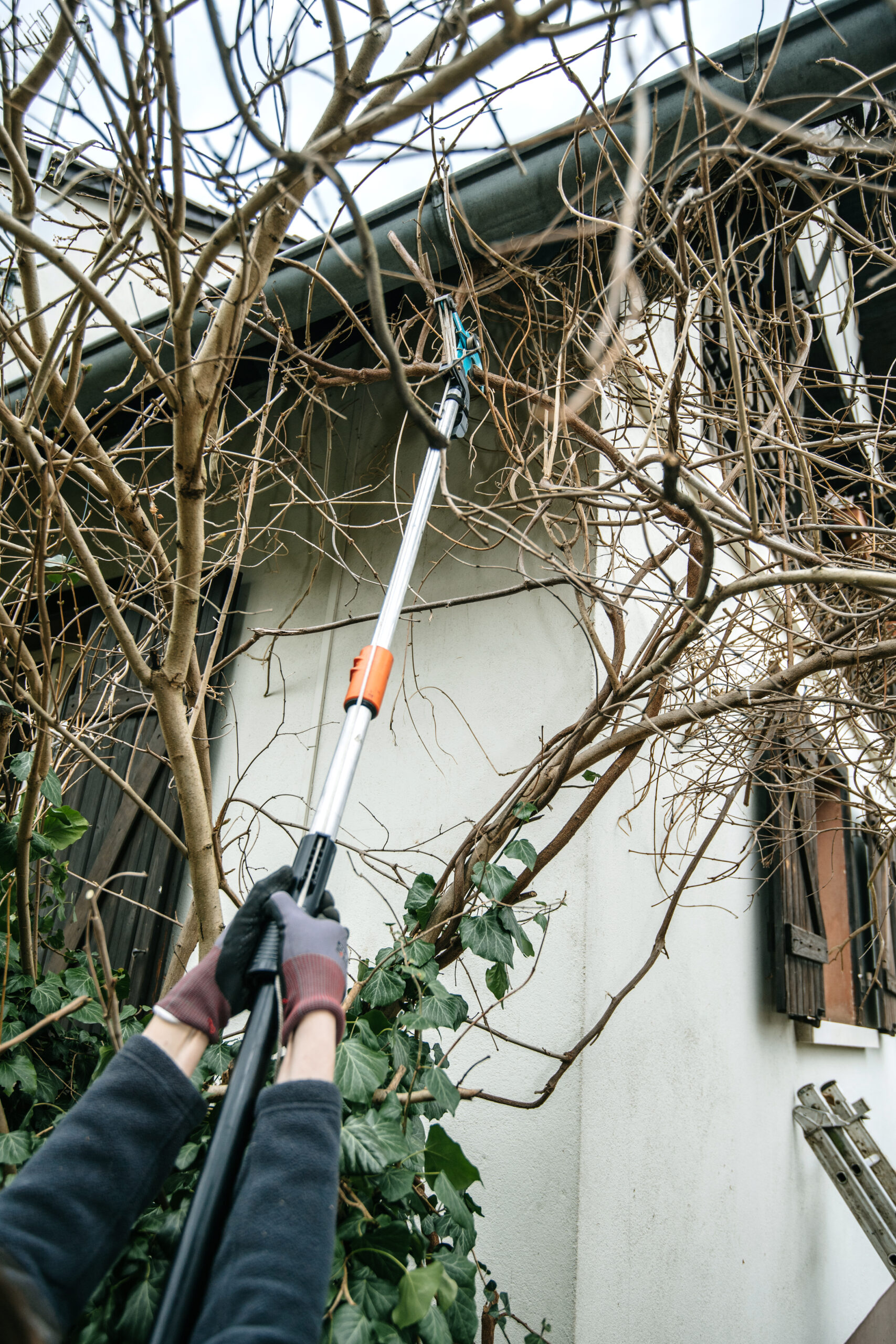 Woman,Using,Pole,Pruner,To,Cut,Wisteria,Branches,Early,In