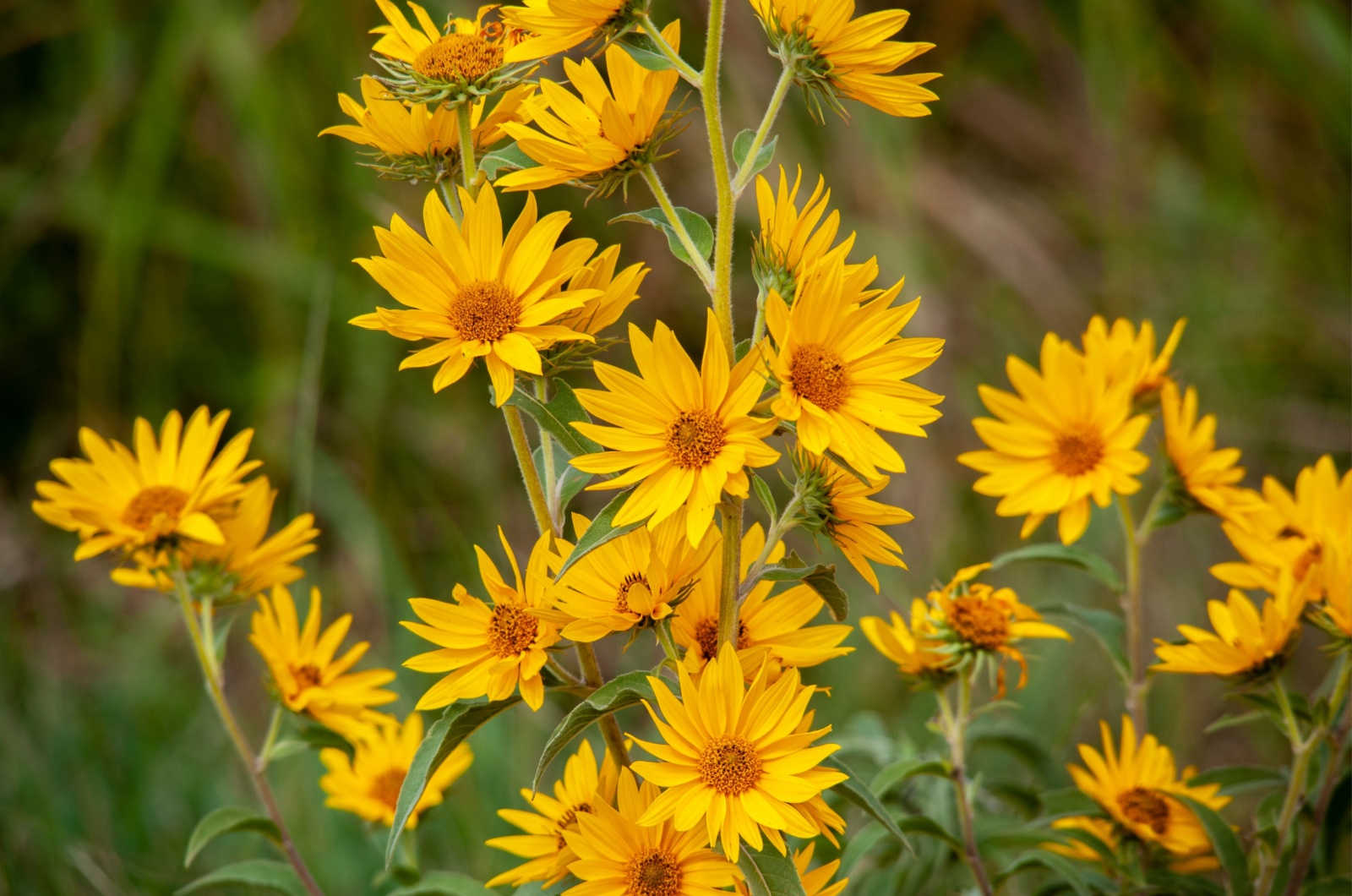 Yellow Maximilian Sunflowers