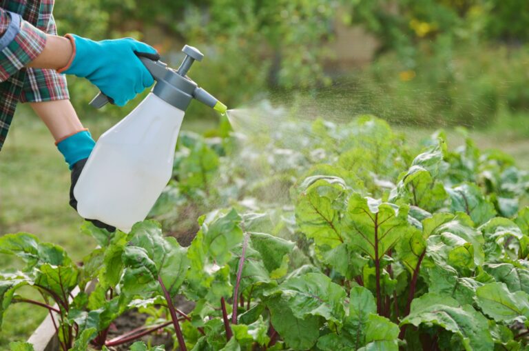 gardener spraying plants with fertilizer