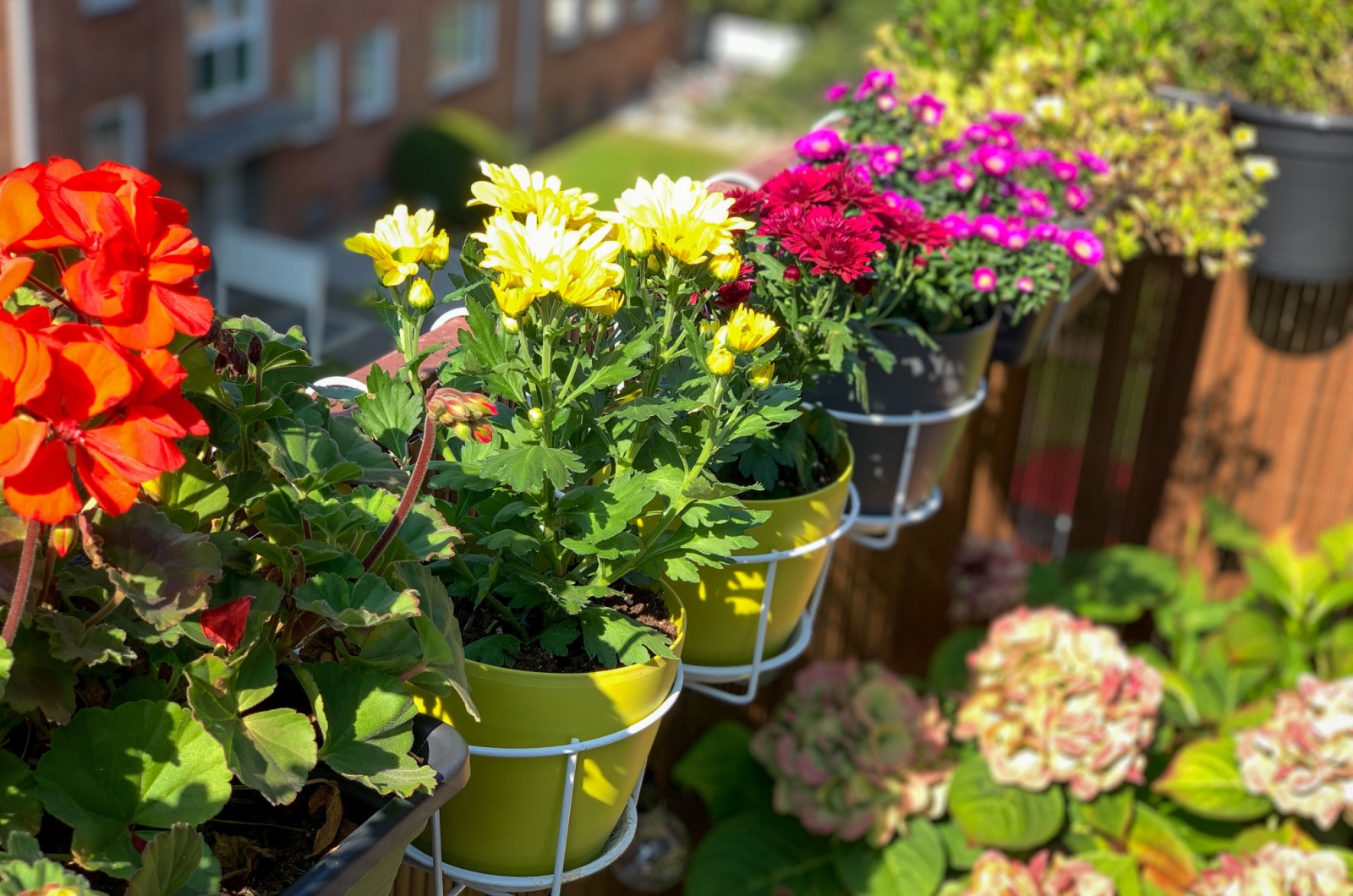 You Won’t Believe How Easy It Is To Start Gardening On An East-Facing Balcony