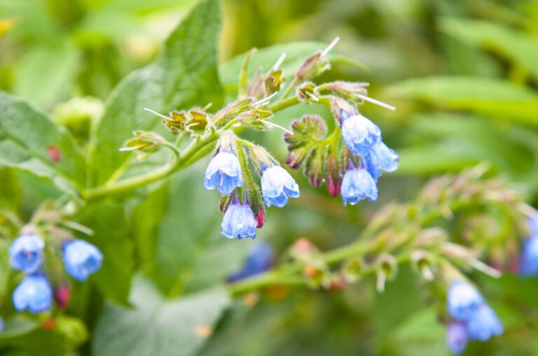 comfrey weed