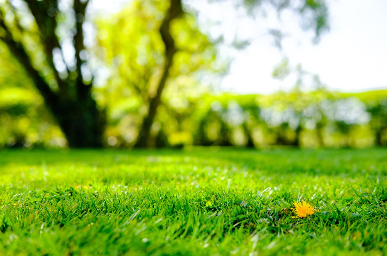 You’ll Be Surprised How Easy It Is to Get Rid Of Stinky Lawns