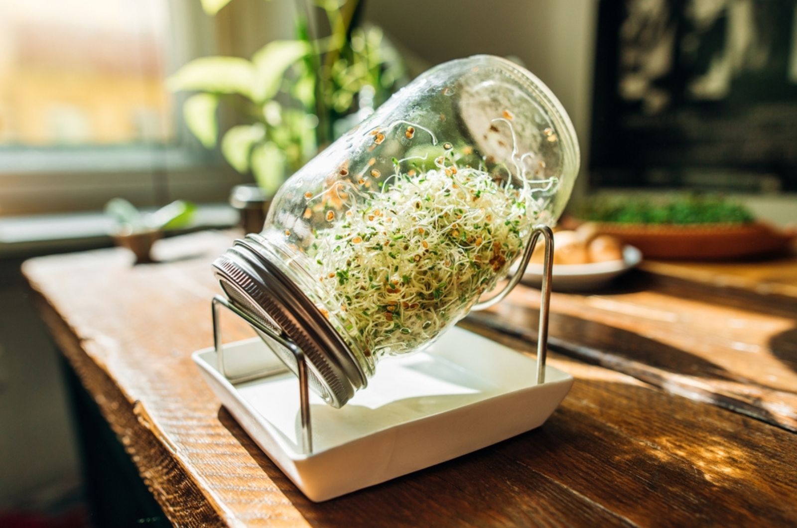 alfalfa sprouts in a jar on the kitchen desk