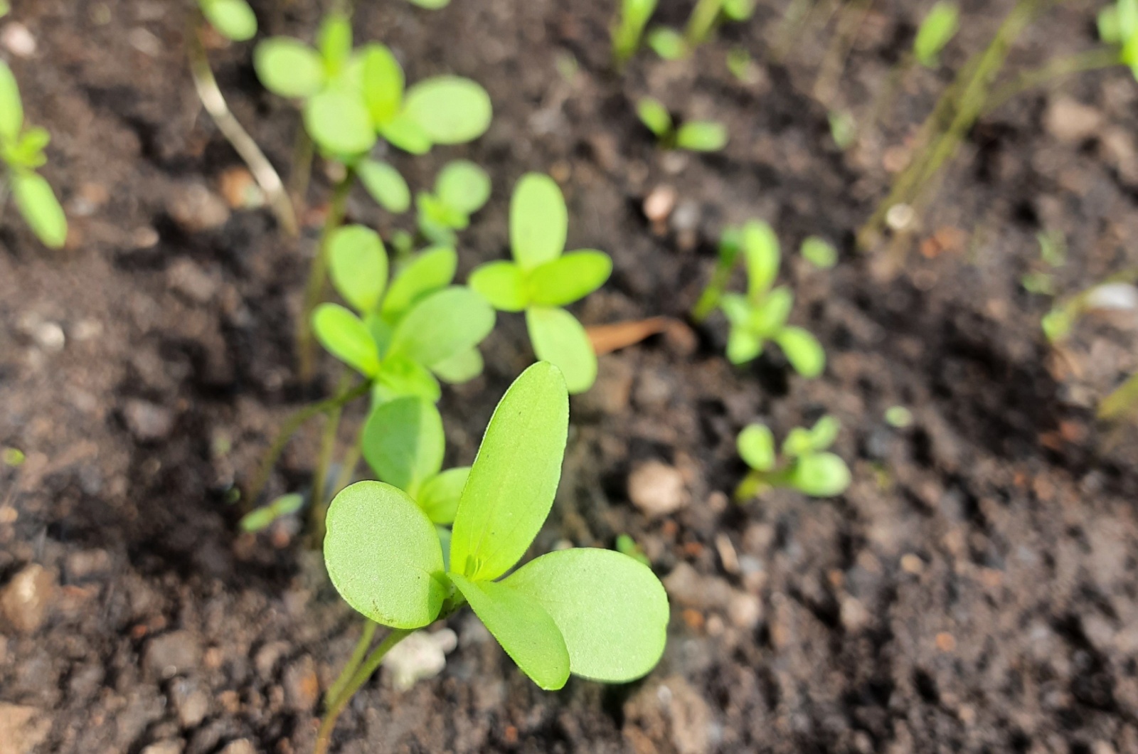 Zinnias seedlings growing in a gardening bed