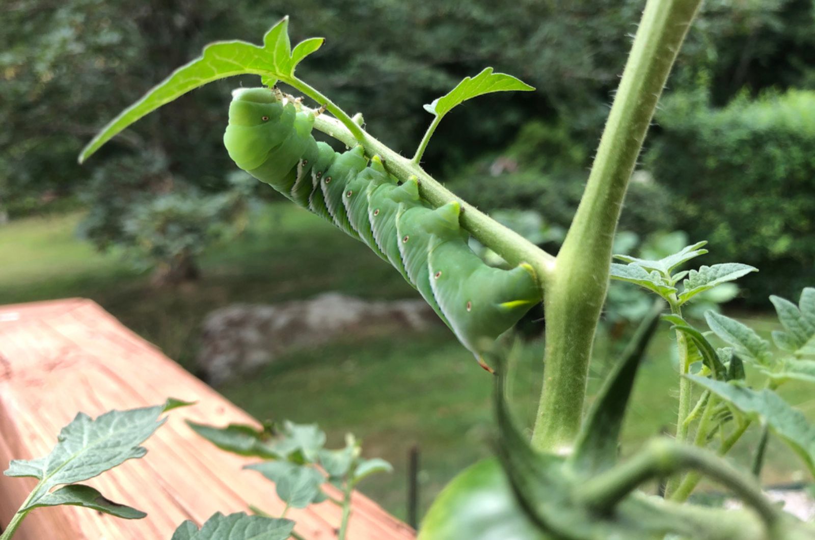 a bright green caterpillar