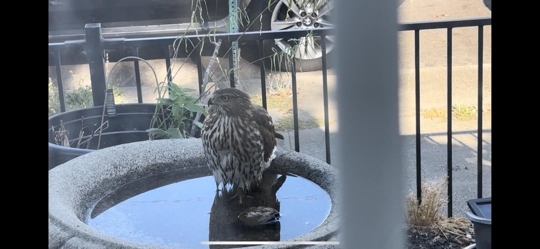 a hawk in a bird bath