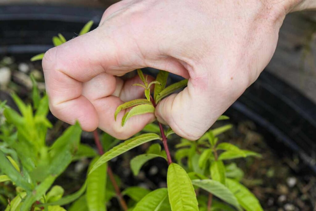 a man tears Lemon Verbena leaves