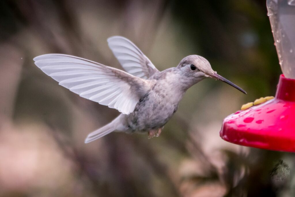 a white hummingbird eats