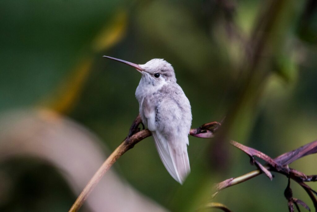 a white hummingbird is standing on a branch