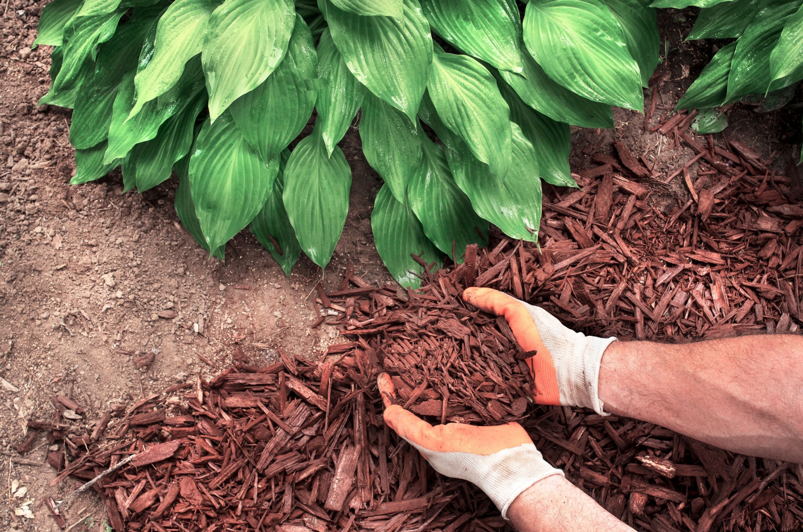 adding mulch around plant