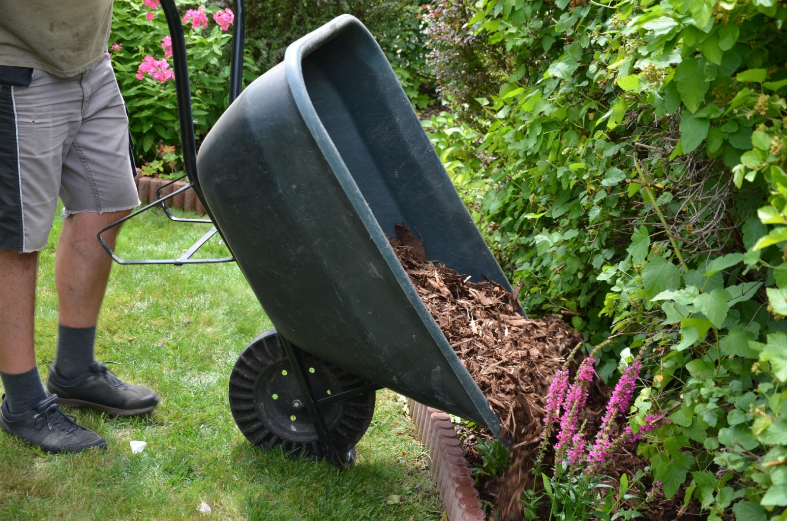 adding mulch in garden