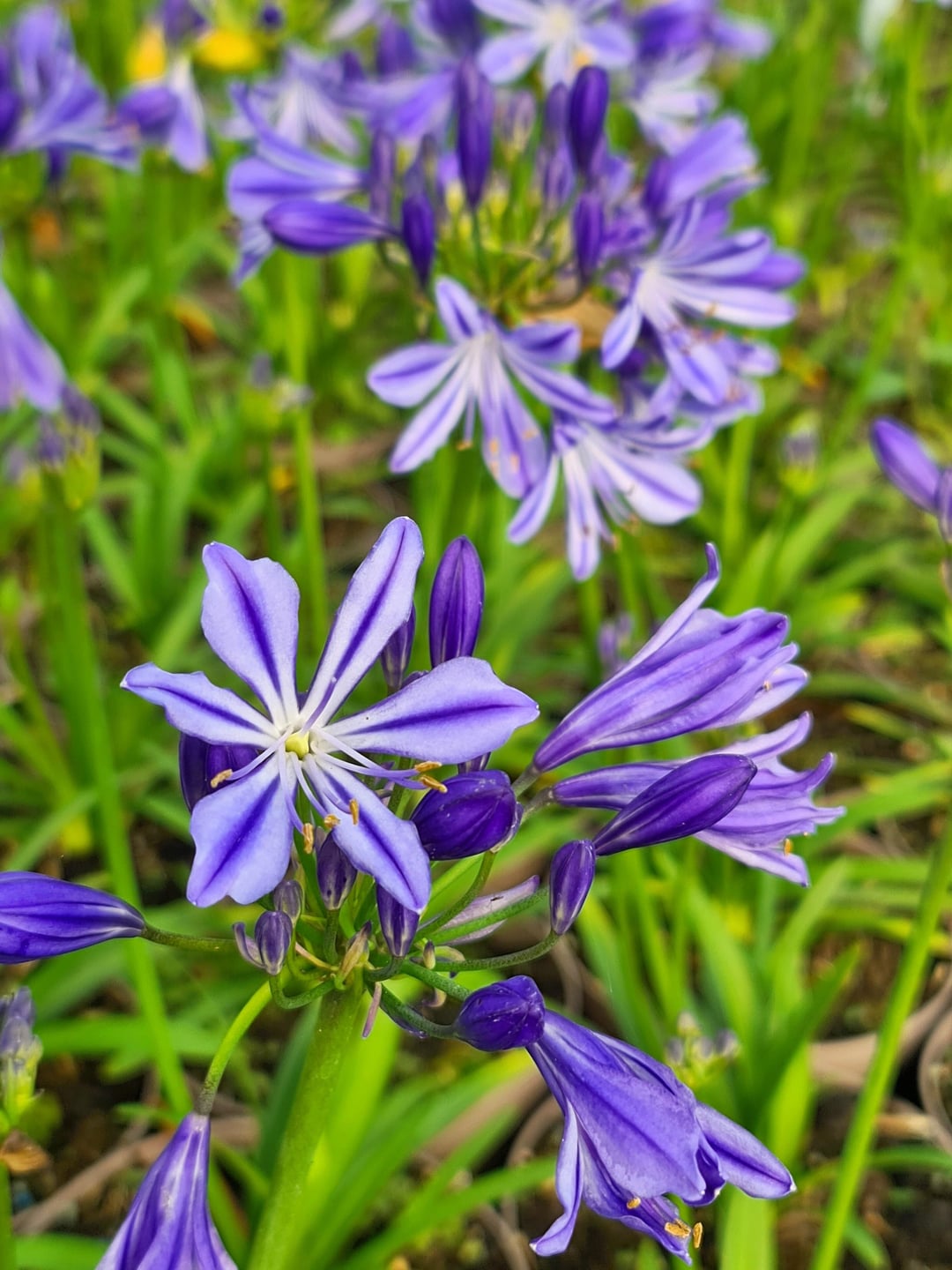 african lily flower