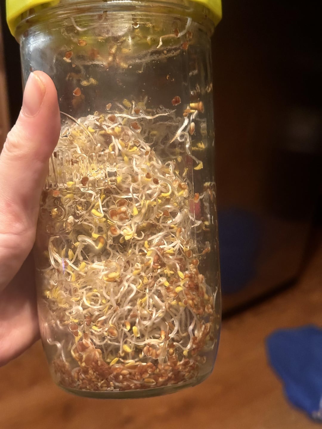 alfalfa sprouts in a jar