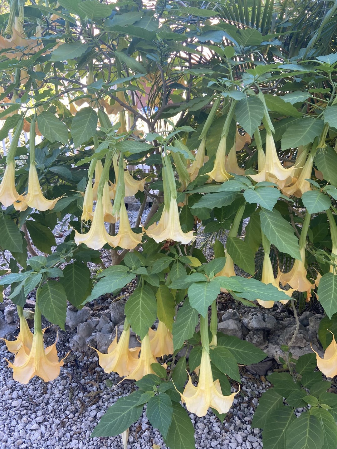 angel trumpet flowers