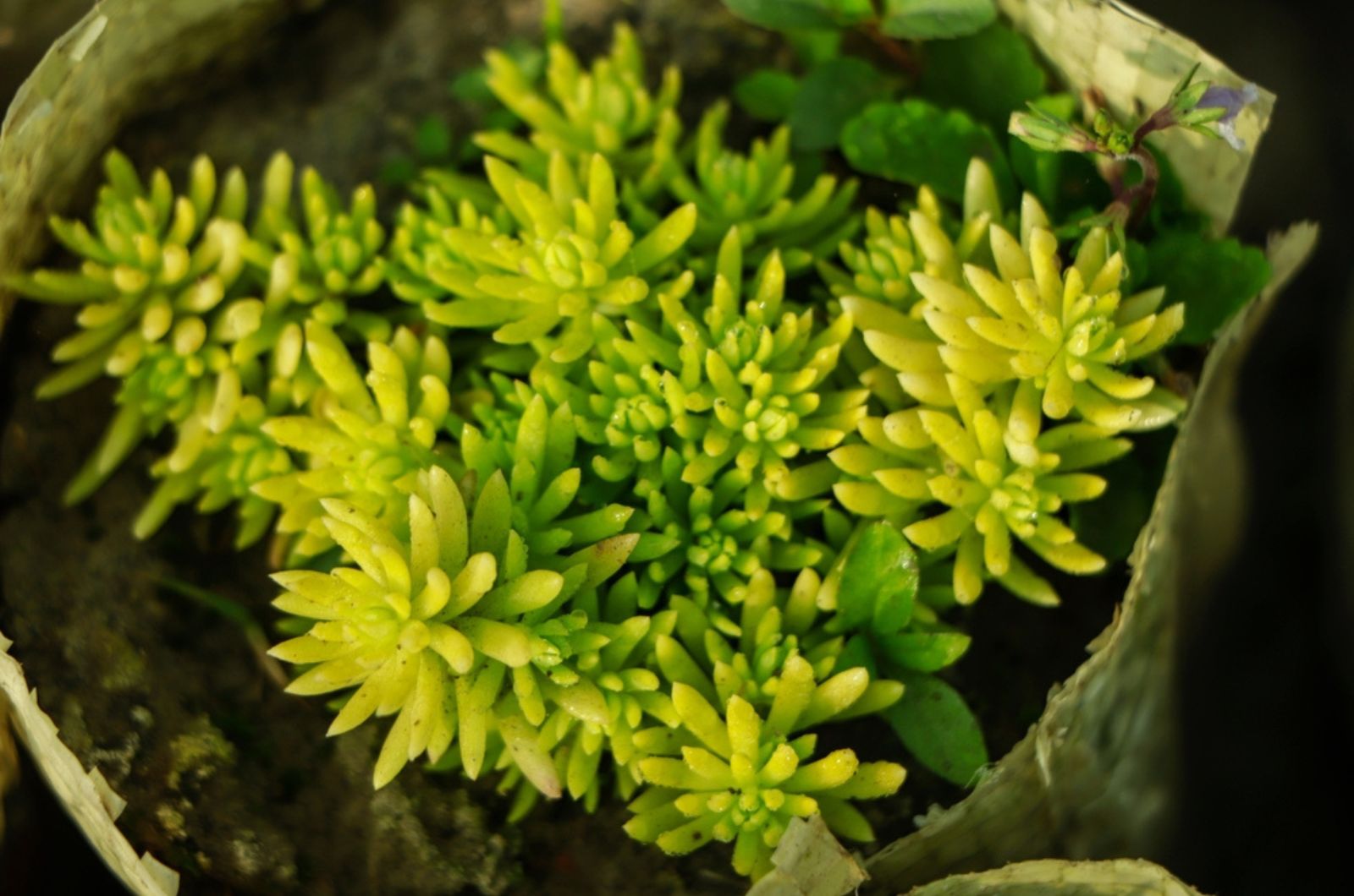 angelina stonecrop in a pot