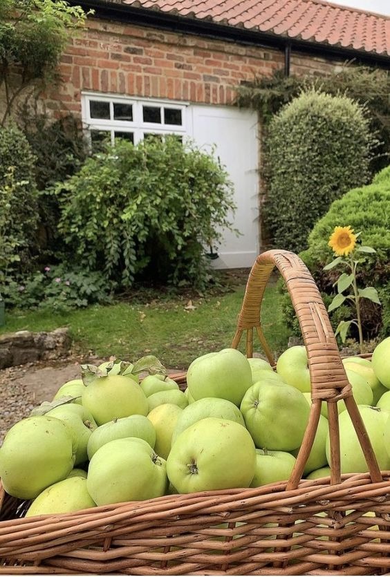 apples in basket