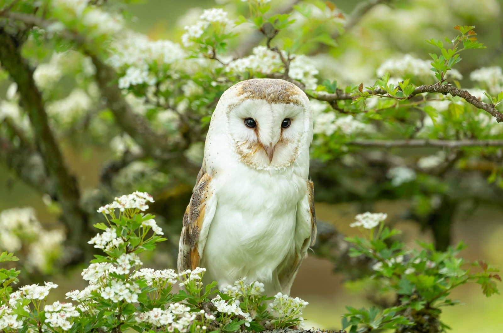 barn owl on a tree