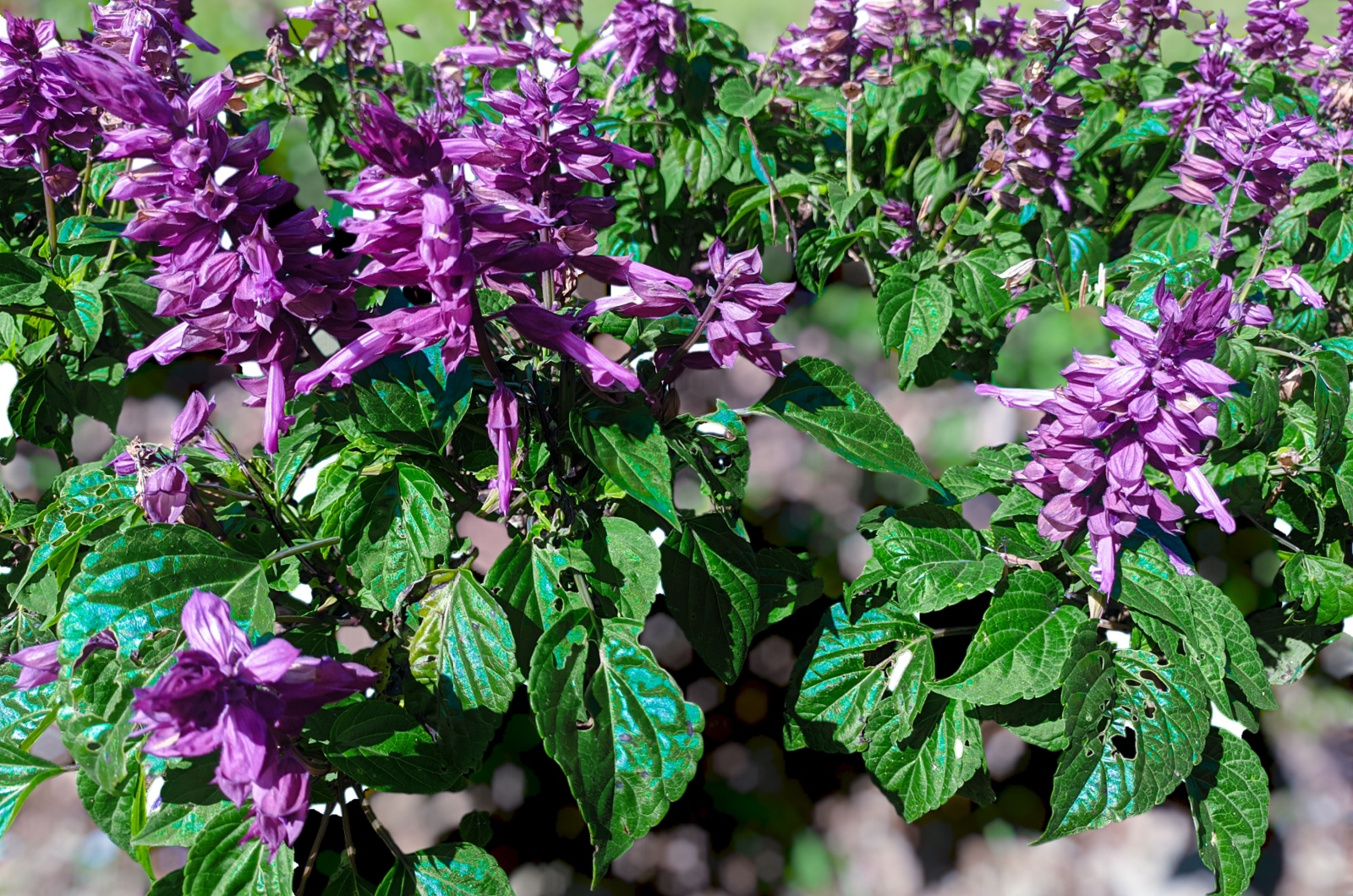 beautiful Salvia flower in garden