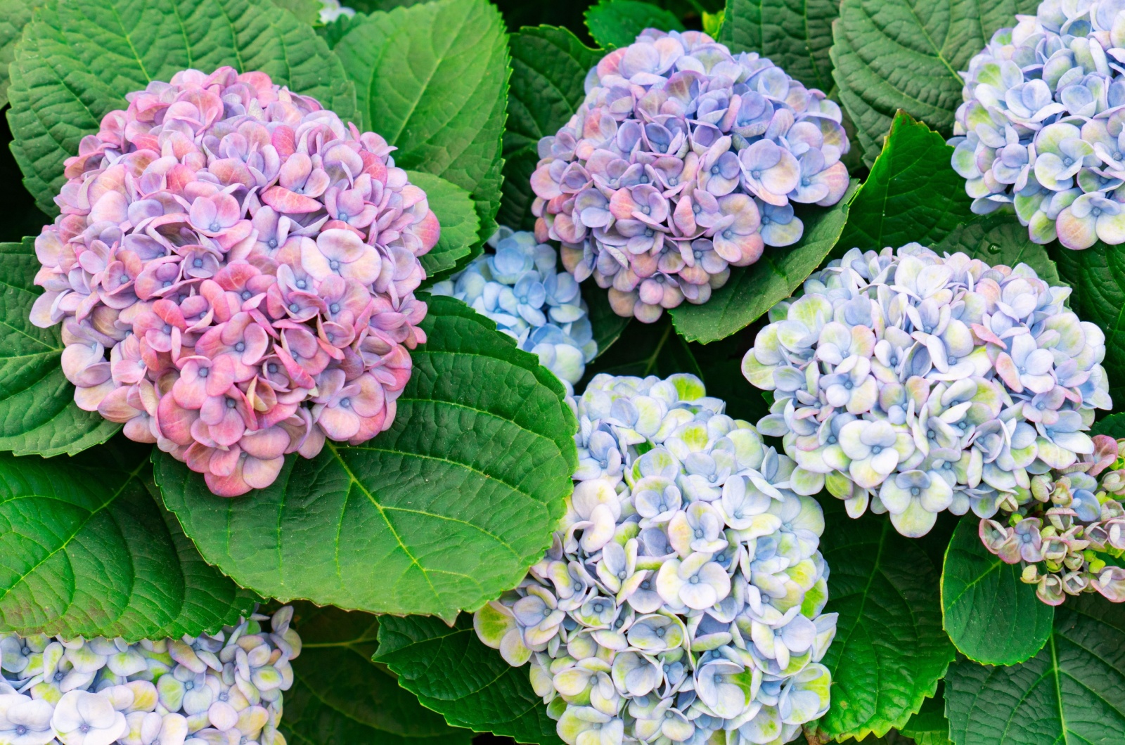 beautiful hydrangea bush