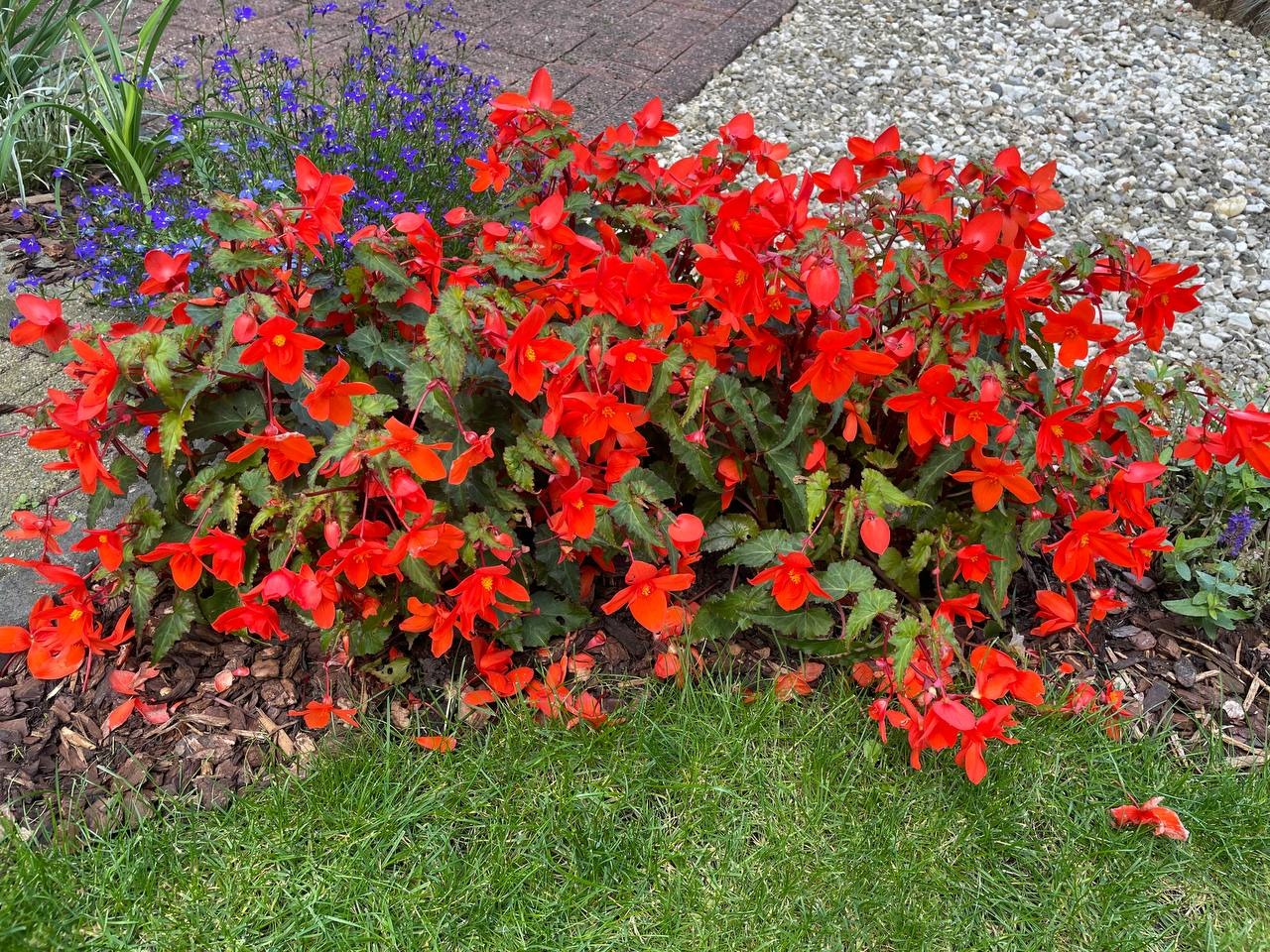 beautiful red flowers