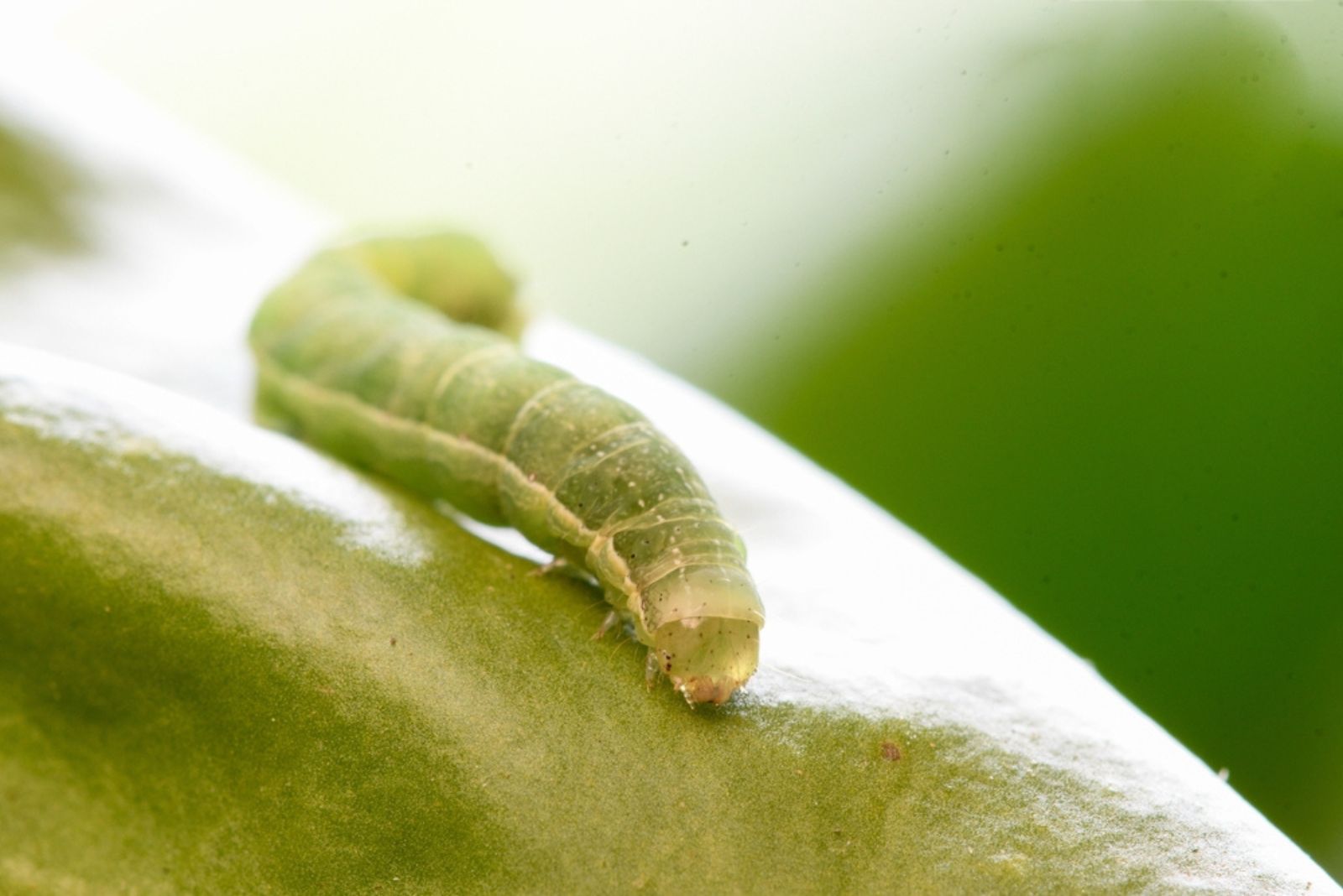 beet armyworms