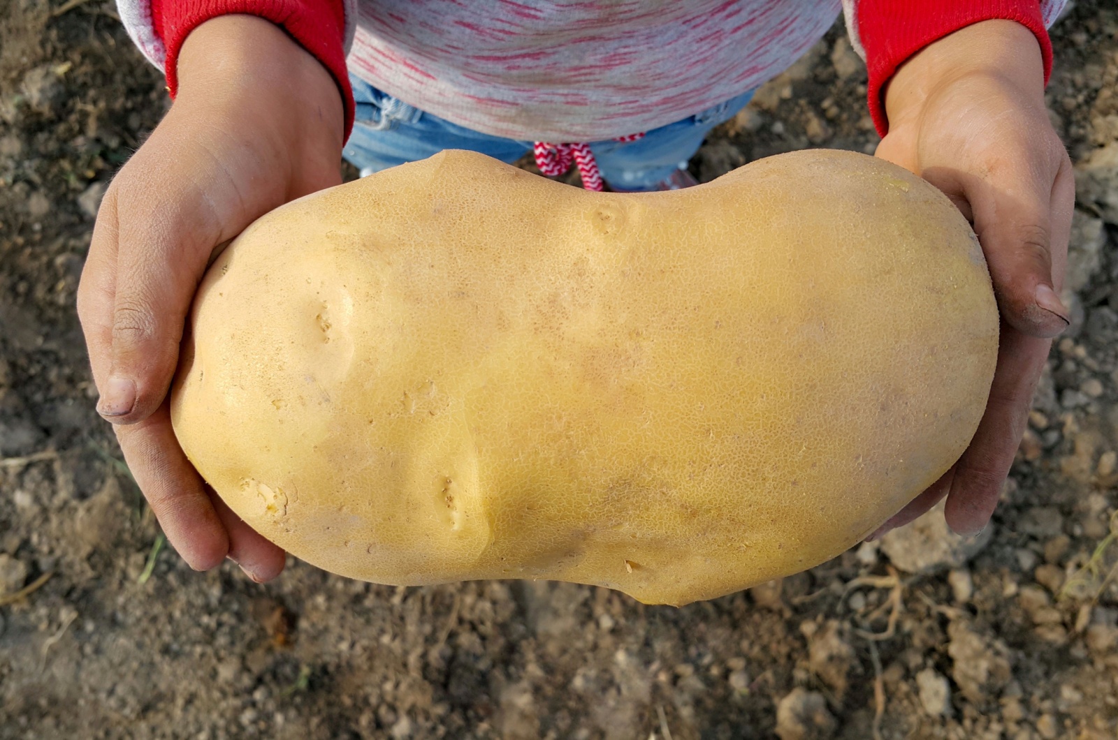 big potato