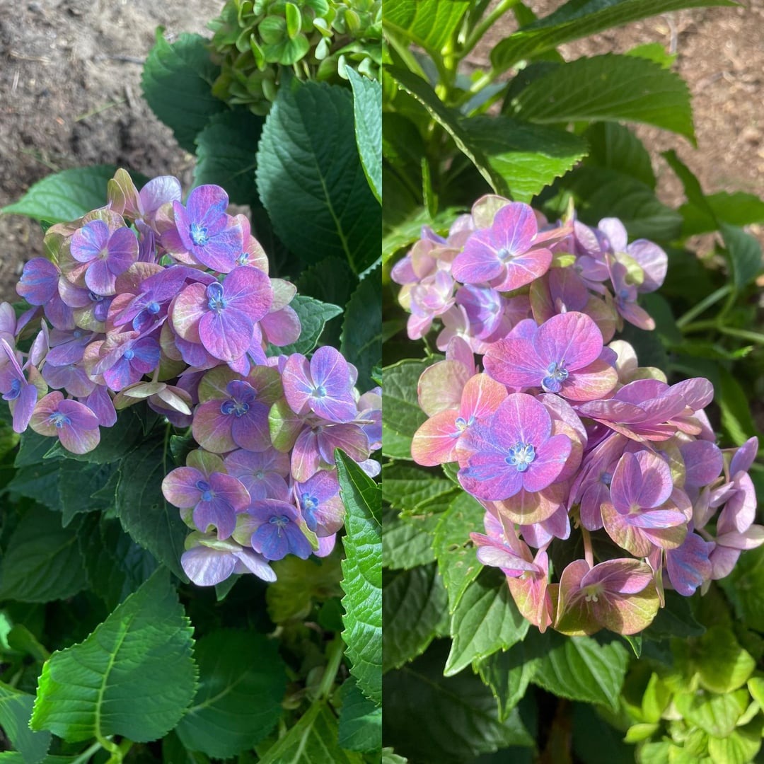 bigleaf hydrangea