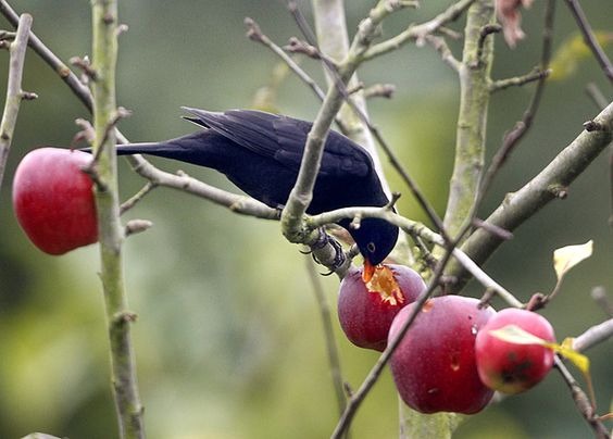 bird eats wild berries