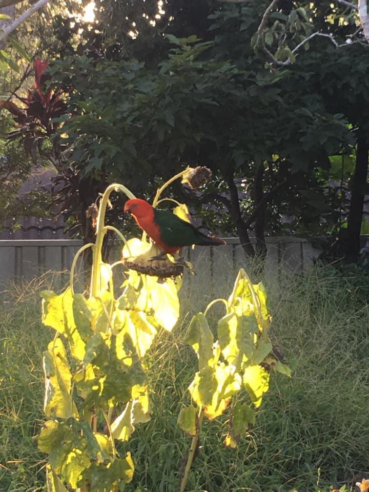 bird on a sunflower