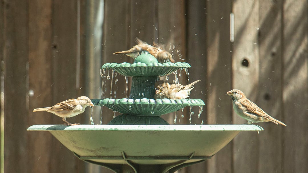 birds in birdbath