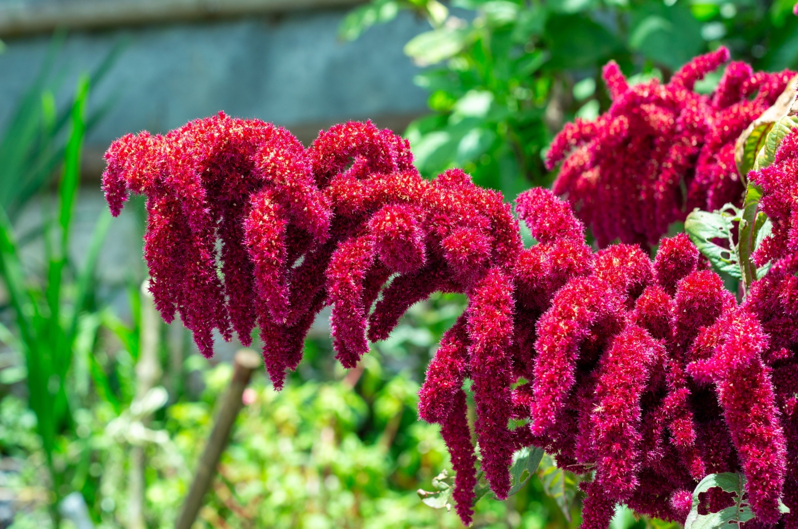 blooming flowers of Amaranthus