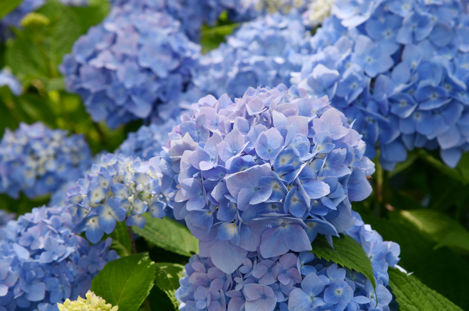 blue hydrangea