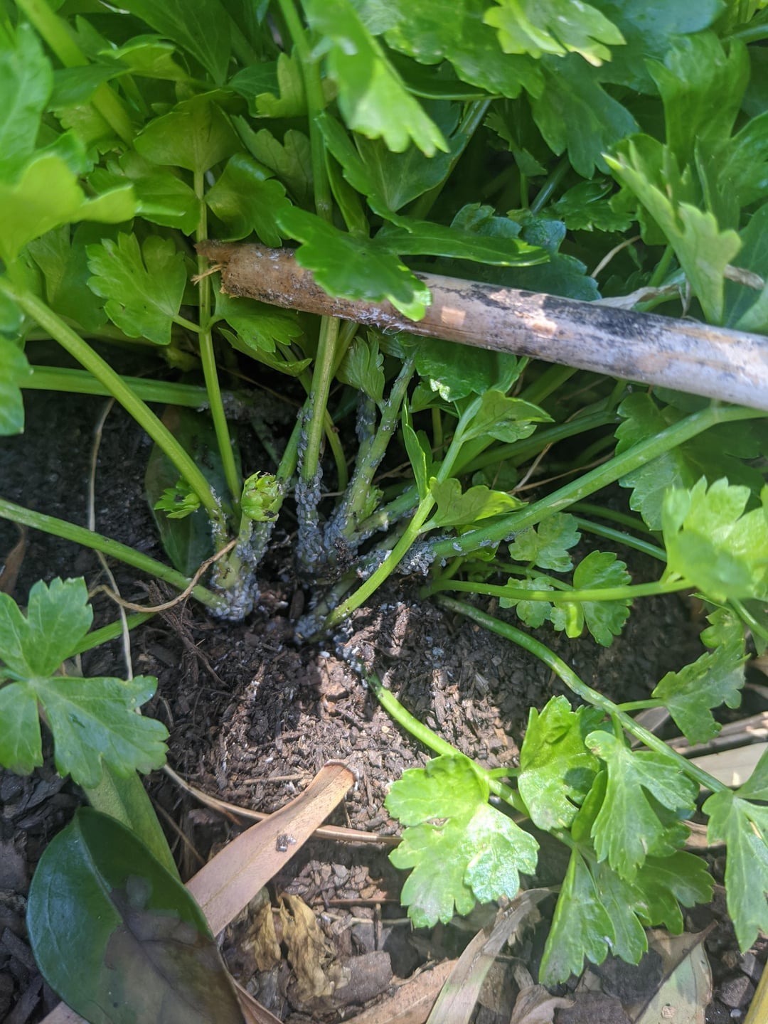 bugs on celery stems