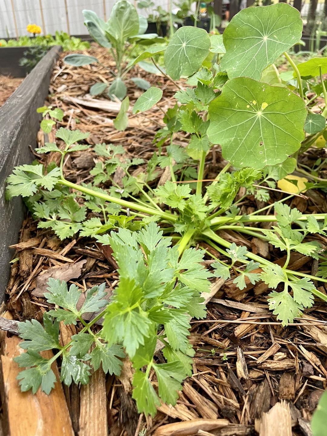 celery growing up