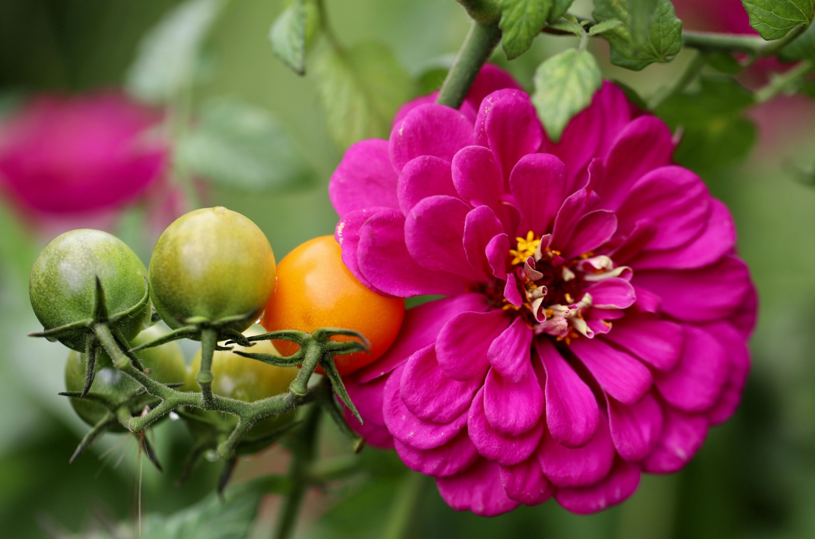 cherry tomatoes plant and zinnia flower