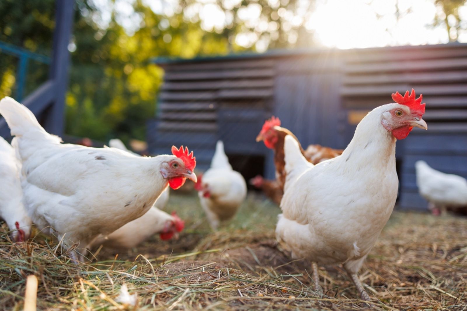 chickens on a farm