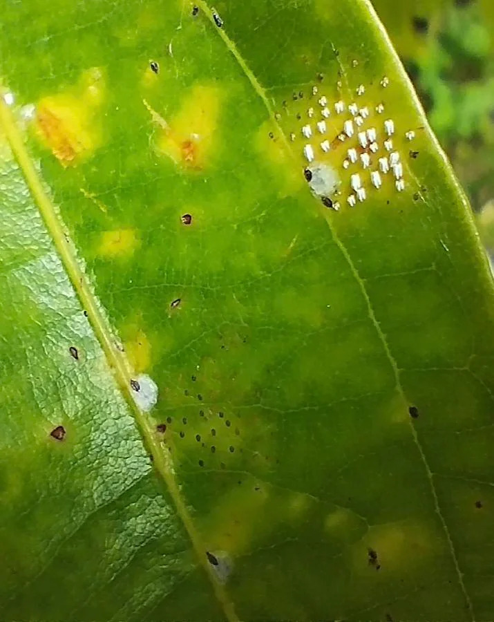 cinnamon leaves started to turn yellow