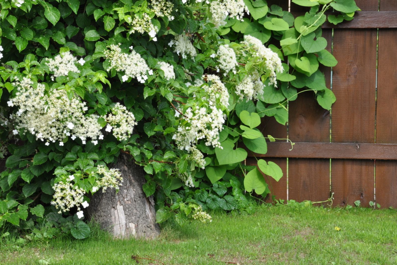 climbing hydrangea