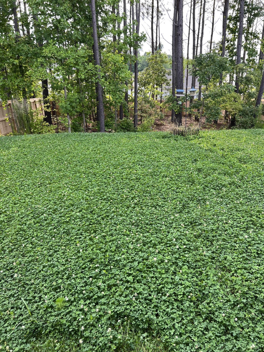 clover lawn