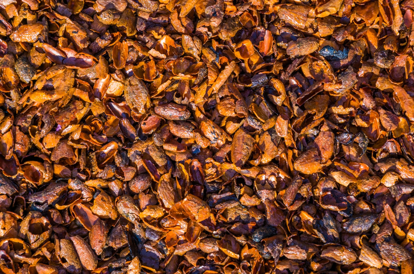 cocoa bean mulch