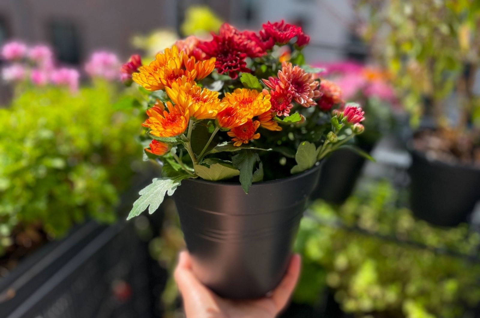 colorful Chrysanthemums in a pot