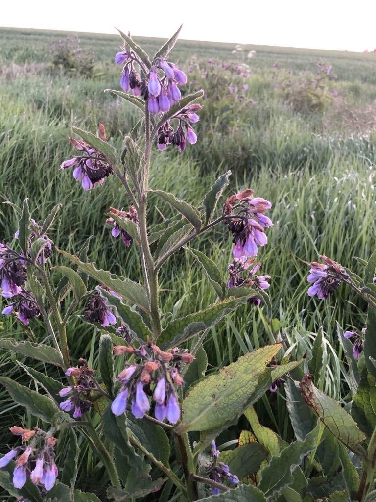 comfrey growing in a field