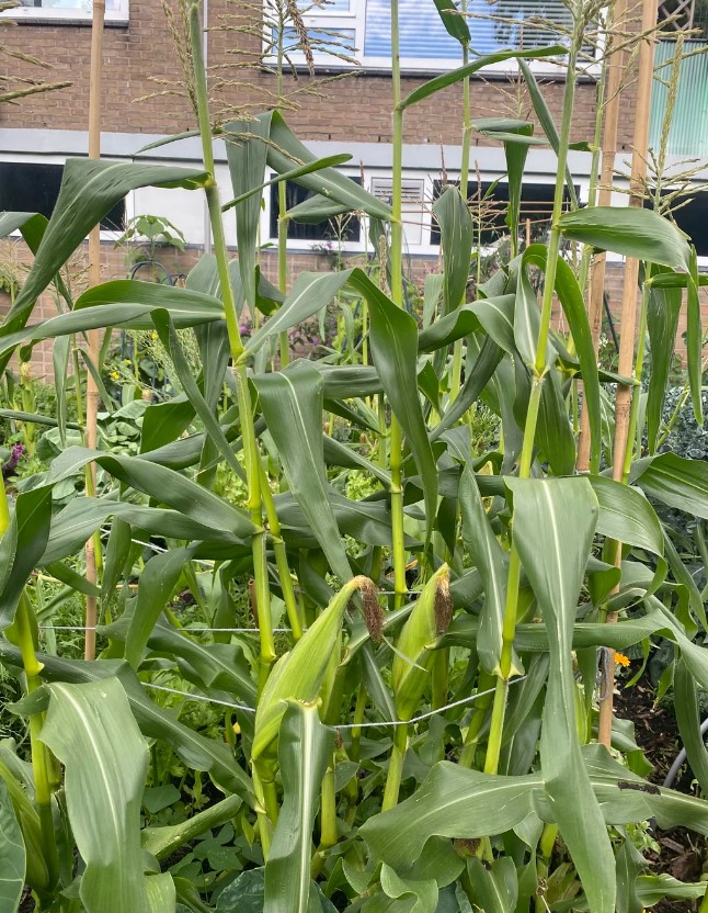 corn stalks