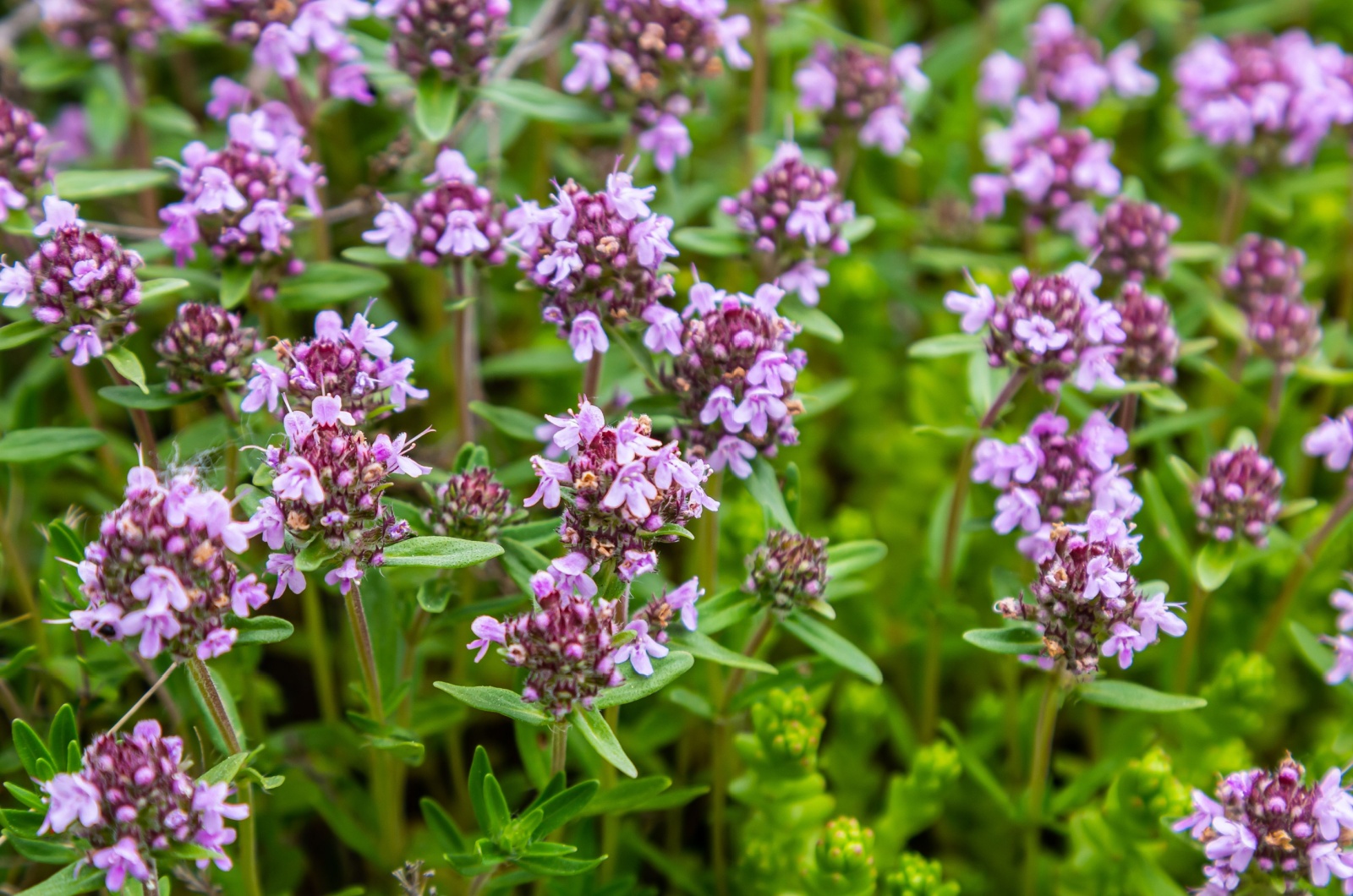 creeping thyme plant