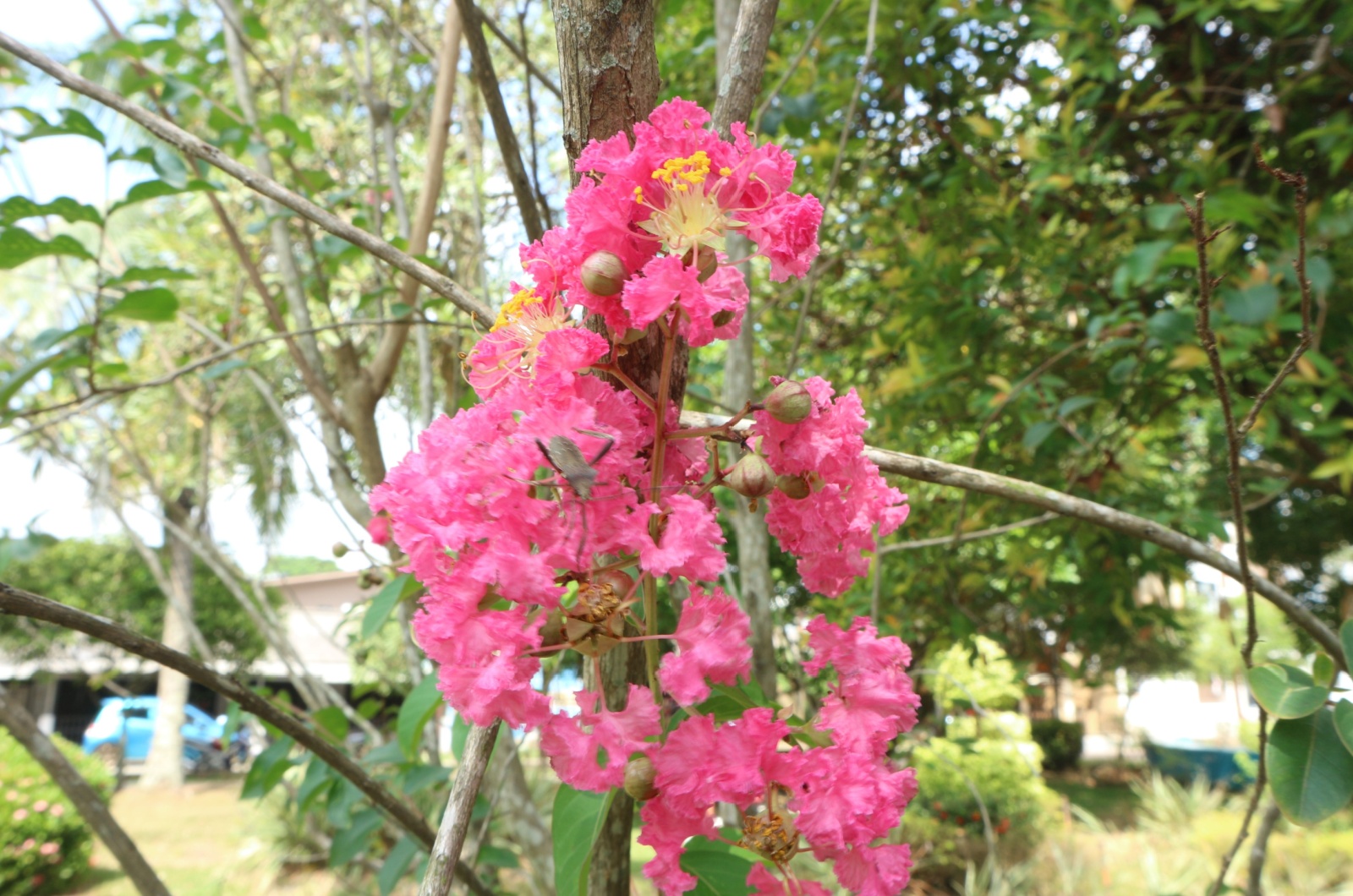 crepe myrtle tree