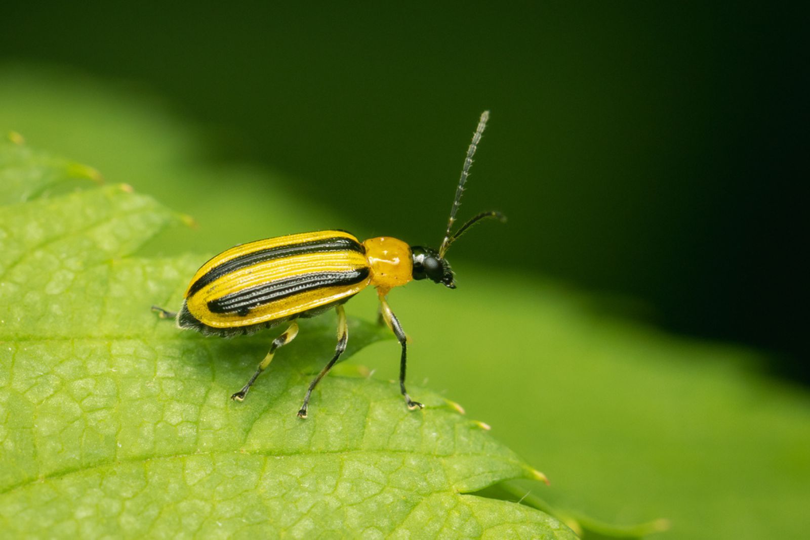 cucumber beetle